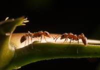 Acacia Ants