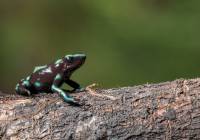 Green-and-Black Poison Dart Frog