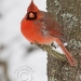 nothern-cardinal-male.jpg