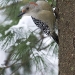 red-bellied-woodpecker.jpg