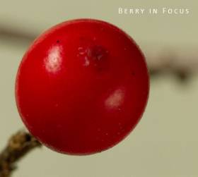 berry-in-focus-small