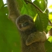 Three-toed Sloth baby