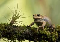 Marsupial Frog