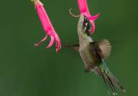 Magnificent Hummingbird (f)_MG_6216