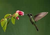 Magnificent Hummingbird_MG_5816