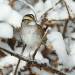 white-throated-sparrow_mg_0515