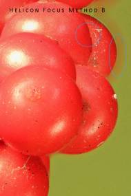 marked-hf-b-crop