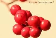 hf-a-small