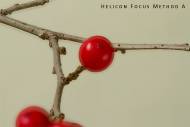 hf-a-small