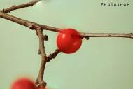 ps-small