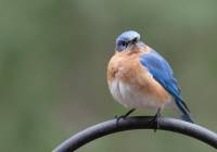 Male Bluebird on Feeder Hook