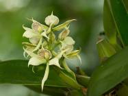 Orchid