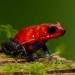 Red Poison Dart Frog