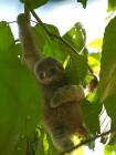 Three-toed Sloth baby