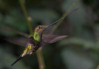 Swordbilled Humingbird