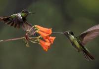 Fiery-throated and Magnificent Hummingbirds