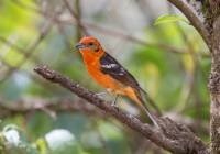 Flame-colored Tanager_MG_6017