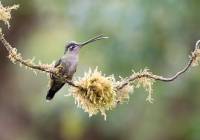 Magnificent Hummingbird (f)