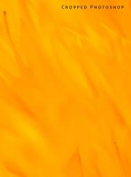 crop-ps-small