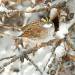 white-throated-sparrow-2_mg_0483