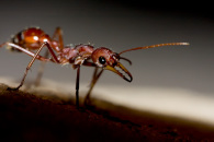 2-bull-ant-4905.jpg