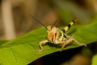 3-hedge-grasshopper-4913.jpg