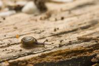 Globose Dome Snail