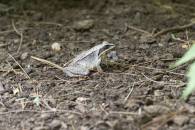 Wood Frog