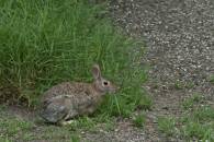 Eastern Cottontail