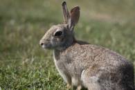 Eastern Cottontail