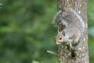 Eastern-Gray-Squirrel_DG13369