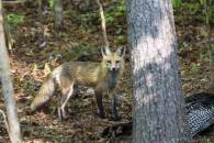 Red Fox