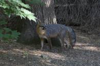 Red Fox