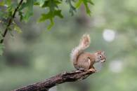 Red Squirrel