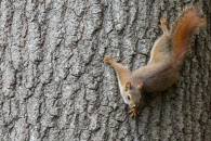 Red Squirrel