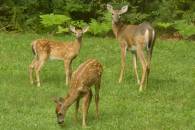White-tailed Deer