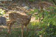 White-tailed Deer Fawn