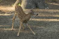 White-tailed Deer Fawn