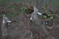 White-tailed Deer