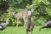 White-tailed Deer