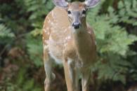 White-tailed Deer Fawn