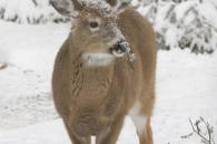 White-tailed Deer