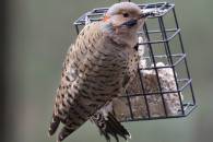 Northern Flicker