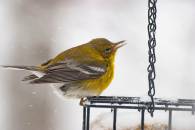 Pine Warbler