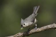 Titmouse