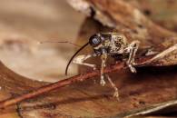Black-Oak Acorn Weevil