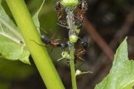 Ferruginous Carpenter Ant and Aphids