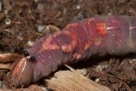 Pink Catepillar