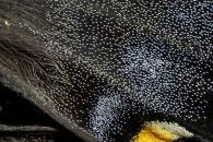 Spicebush Swallowtail Butterfly detail