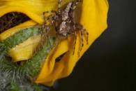 Western Lynx Spider